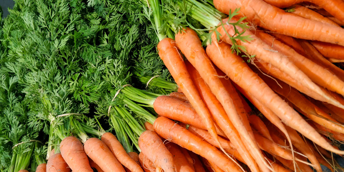 Carrot tops with leafy green tops held together with rubberbands.