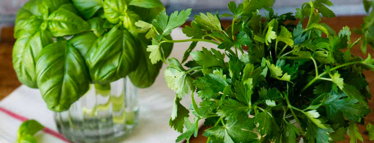 two jars with herbsโone with basil and the other with cilantro